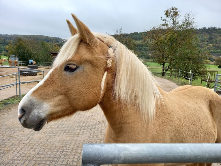 Haflinger / Avelignese Mix Giumenta 10 Anni 142 cm Palomino in Obrigheim