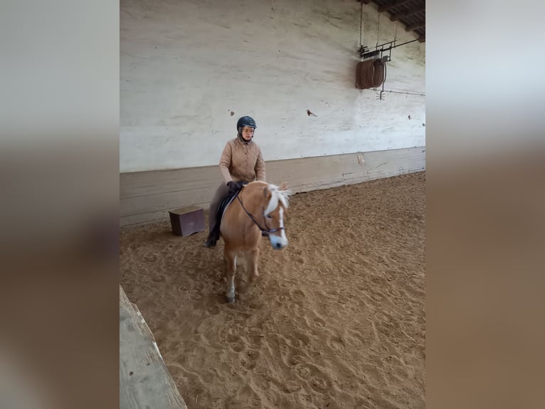 Haflinger / Avelignese Mix Giumenta 10 Anni 142 cm Palomino in Obrigheim