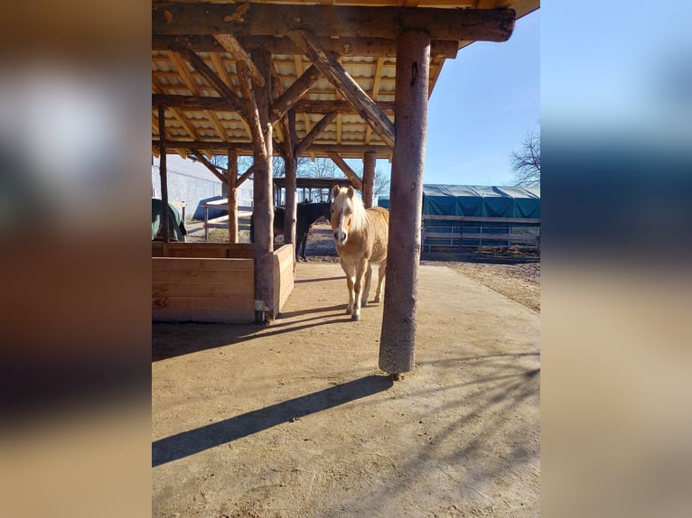 Haflinger / Avelignese Mix Giumenta 10 Anni 142 cm Palomino in Obrigheim