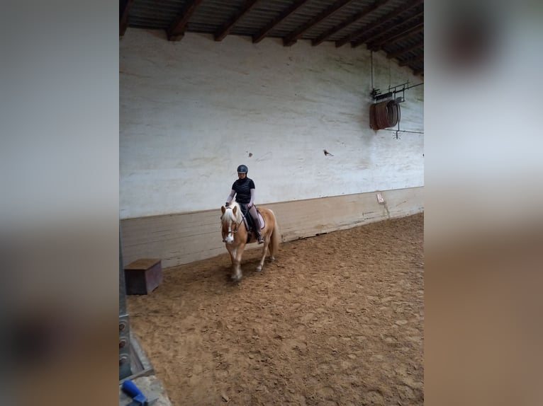 Haflinger / Avelignese Mix Giumenta 10 Anni 142 cm Palomino in Obrigheim