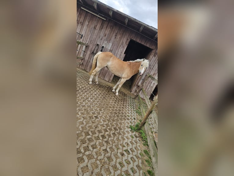 Haflinger / Avelignese Giumenta 10 Anni 145 cm Sauro in Düren