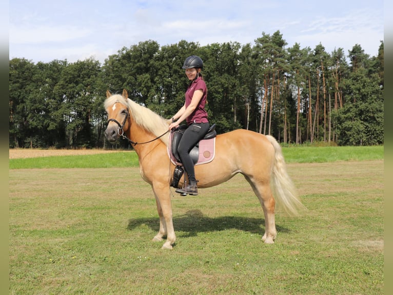 Haflinger / Avelignese Giumenta 10 Anni 145 cm Sauro in Michelau in Oberfranken