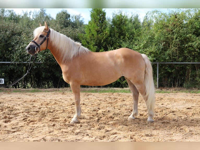 Haflinger / Avelignese Giumenta 10 Anni 145 cm Sauro in Michelau in Oberfranken