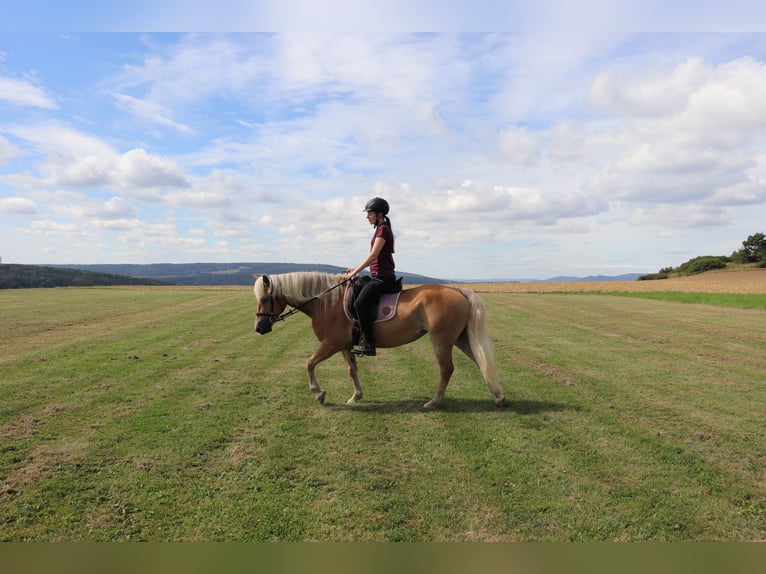 Haflinger / Avelignese Giumenta 10 Anni 145 cm Sauro in Michelau in Oberfranken