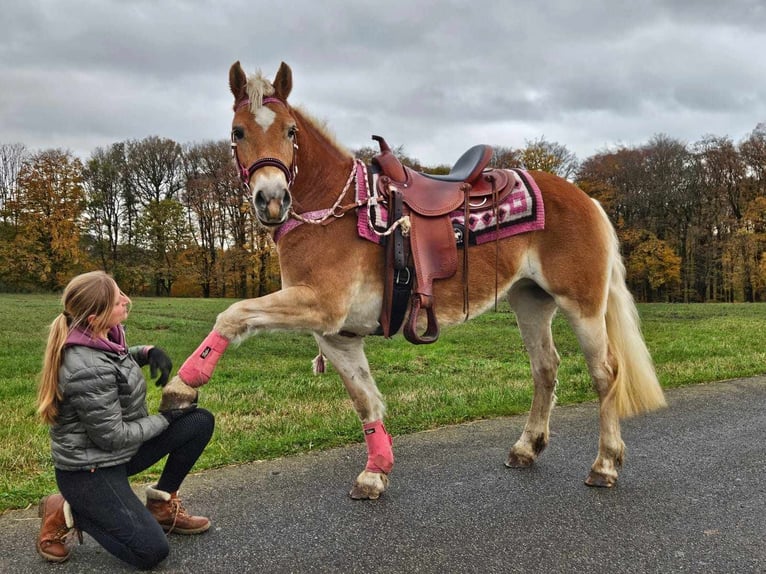 Haflinger / Avelignese Giumenta 10 Anni 150 cm Sauro in Linkenbach