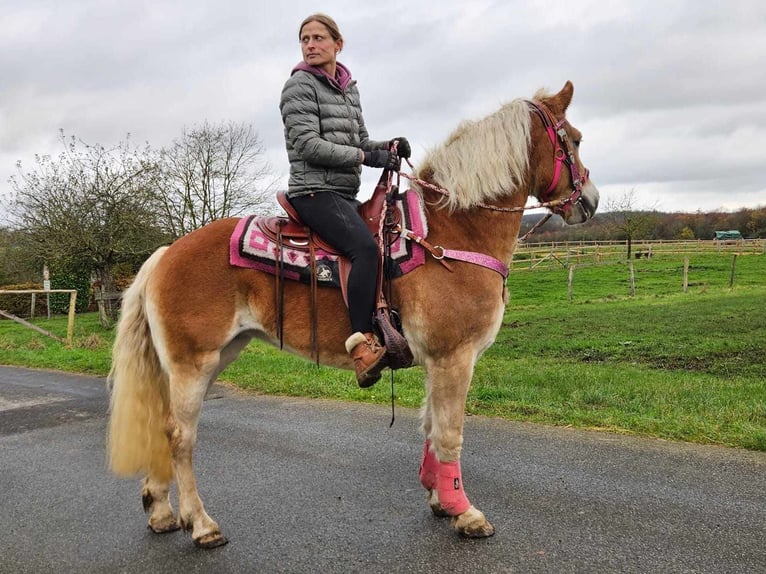 Haflinger / Avelignese Giumenta 10 Anni 150 cm Sauro in Linkenbach