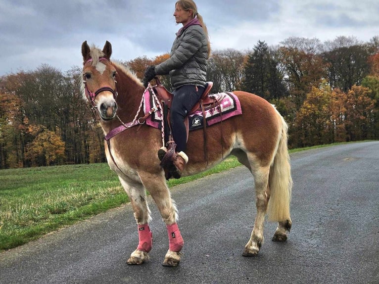 Haflinger / Avelignese Giumenta 10 Anni 150 cm Sauro in Linkenbach