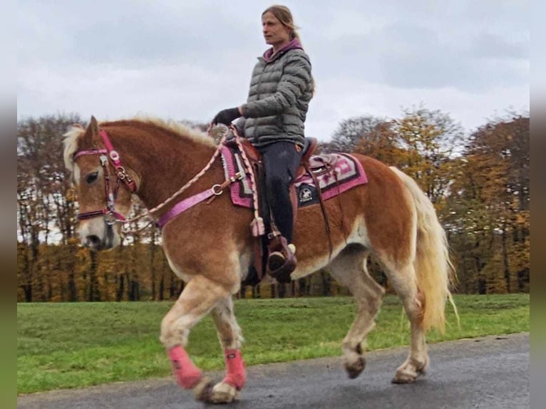 Haflinger / Avelignese Giumenta 10 Anni 150 cm Sauro in Linkenbach