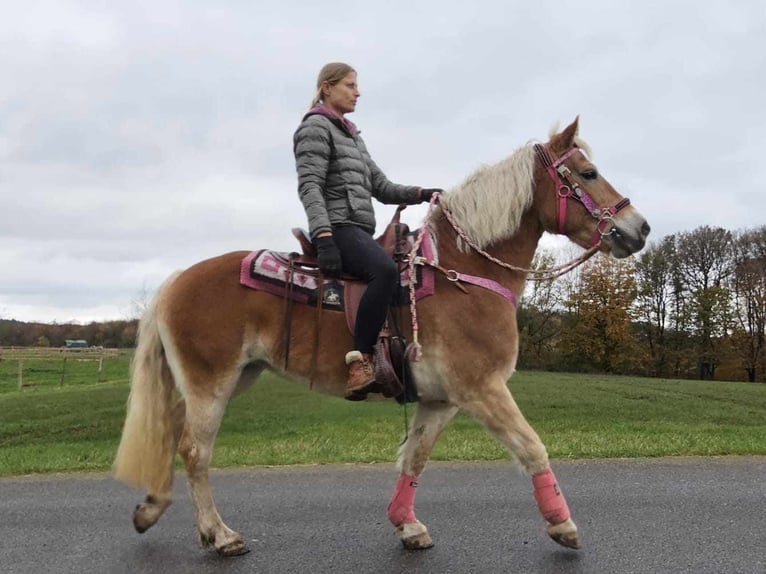 Haflinger / Avelignese Giumenta 10 Anni 150 cm Sauro in Linkenbach