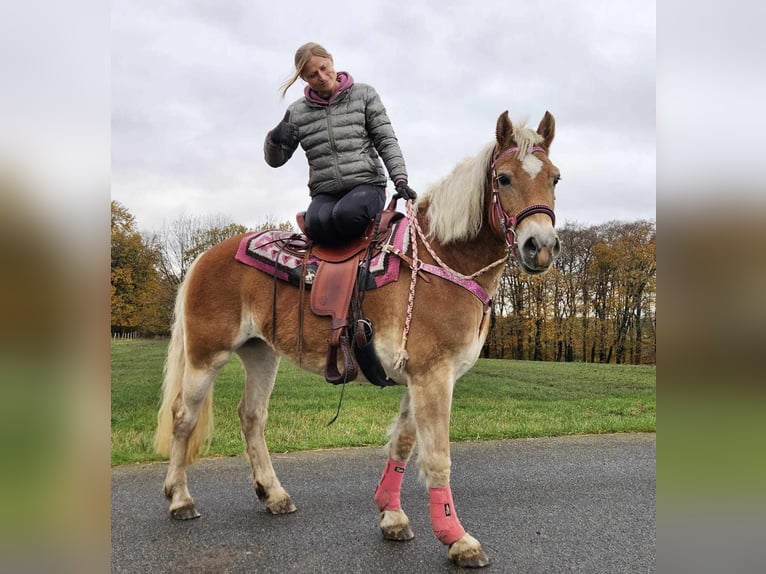 Haflinger / Avelignese Giumenta 10 Anni 150 cm Sauro in Linkenbach