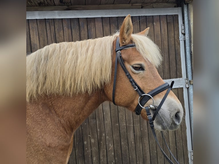 Haflinger / Avelignese Giumenta 10 Anni 152 cm Sauro in Mülheim an der Ruhr