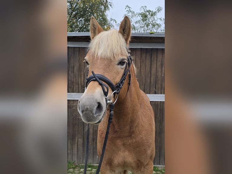 Haflinger / Avelignese Giumenta 10 Anni 152 cm Sauro in Mülheim an der Ruhr