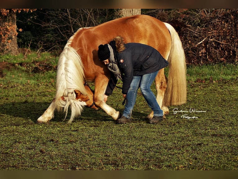 Haflinger / Avelignese Giumenta 10 Anni 156 cm in Schermbeck