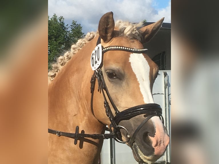 Haflinger / Avelignese Mix Giumenta 11 Anni 146 cm Palomino in Friedrichsgabekoog