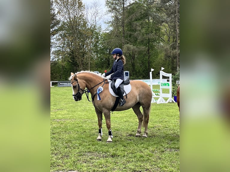 Haflinger / Avelignese Mix Giumenta 11 Anni 146 cm Palomino in Friedrichsgabekoog