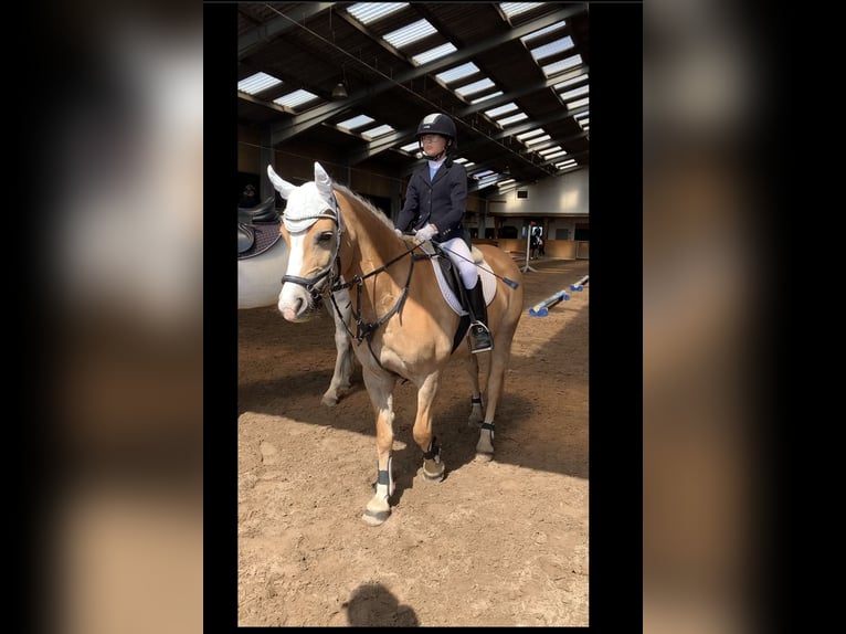 Haflinger / Avelignese Mix Giumenta 11 Anni 146 cm Palomino in Friedrichsgabekoog