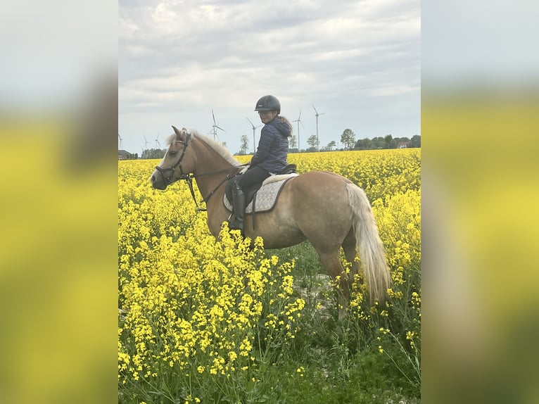 Haflinger / Avelignese Mix Giumenta 11 Anni 146 cm Palomino in Friedrichsgabekoog