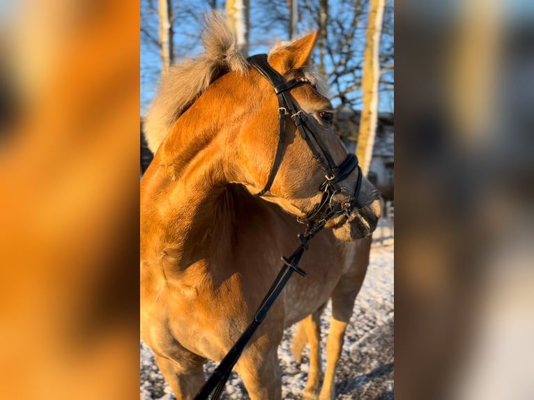 Haflinger / Avelignese Mix Giumenta 11 Anni 146 cm Palomino in Friedrichsgabekoog