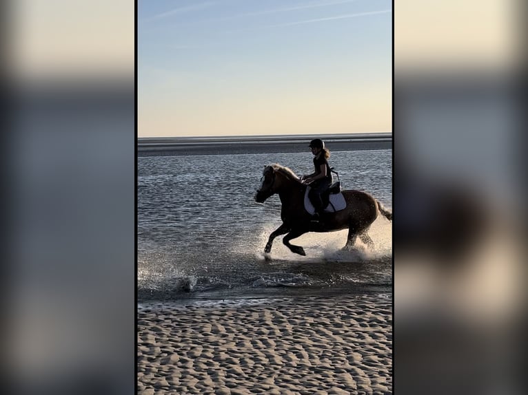 Haflinger / Avelignese Mix Giumenta 11 Anni 146 cm Palomino in Friedrichsgabekoog