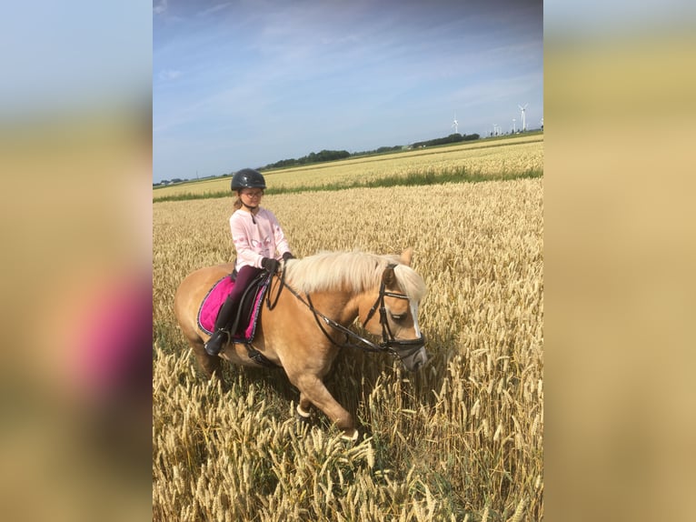 Haflinger / Avelignese Mix Giumenta 11 Anni 146 cm Palomino in Friedrichsgabekoog