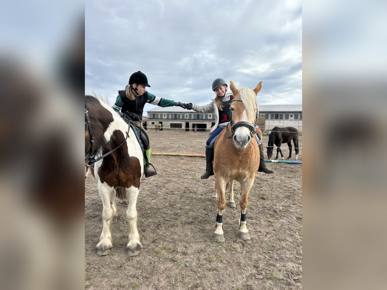 Haflinger / Avelignese Giumenta 11 Anni 154 cm Falbo in Stegelitz