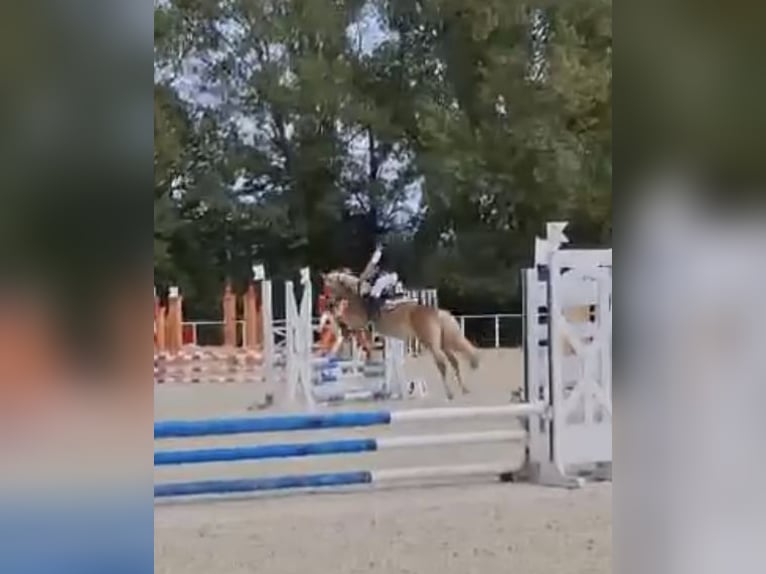 Haflinger / Avelignese Giumenta 12 Anni 135 cm in Roma