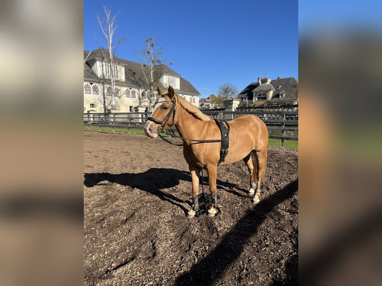 Haflinger / Avelignese Mix Giumenta 12 Anni 140 cm in Mölbling