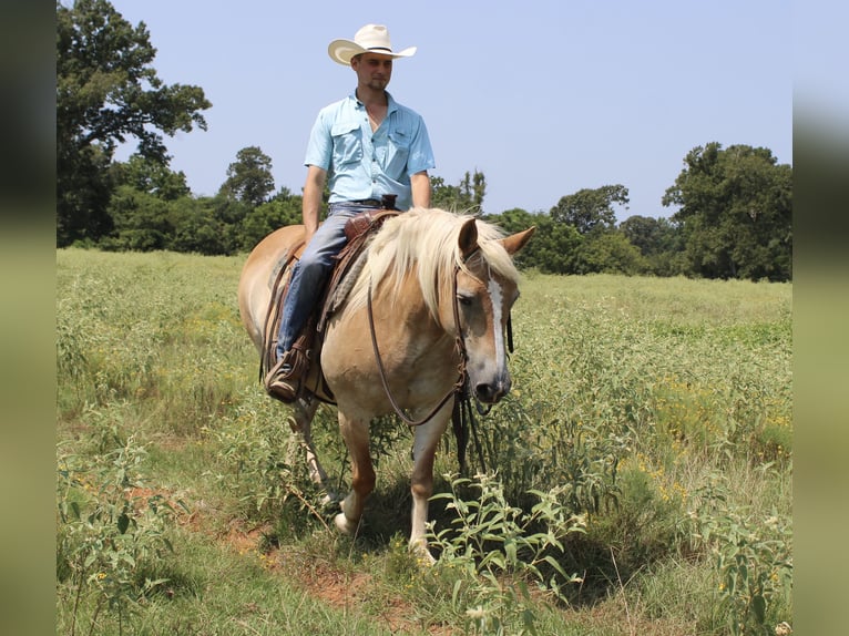 Haflinger / Avelignese Giumenta 12 Anni 142 cm Palomino in Huntsville