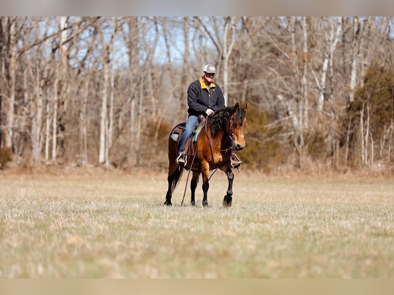 Haflinger / Avelignese Giumenta 12 Anni 142 cm Pelle di daino in Cleveland TN