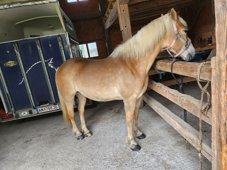 Haflinger / Avelignese Giumenta 12 Anni 147 cm Sauro in Amstetten-kollmitzberg