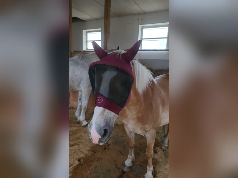 Haflinger / Avelignese Giumenta 12 Anni 147 cm Sauro in Amstetten-kollmitzberg