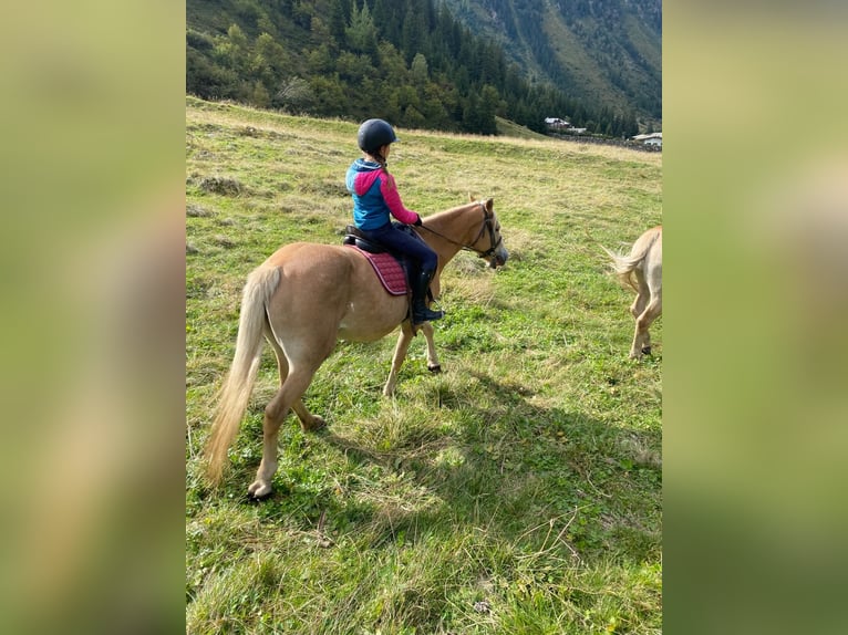 Haflinger / Avelignese Giumenta 12 Anni 148 cm Sauro in St. Leonhard i. Pitztal