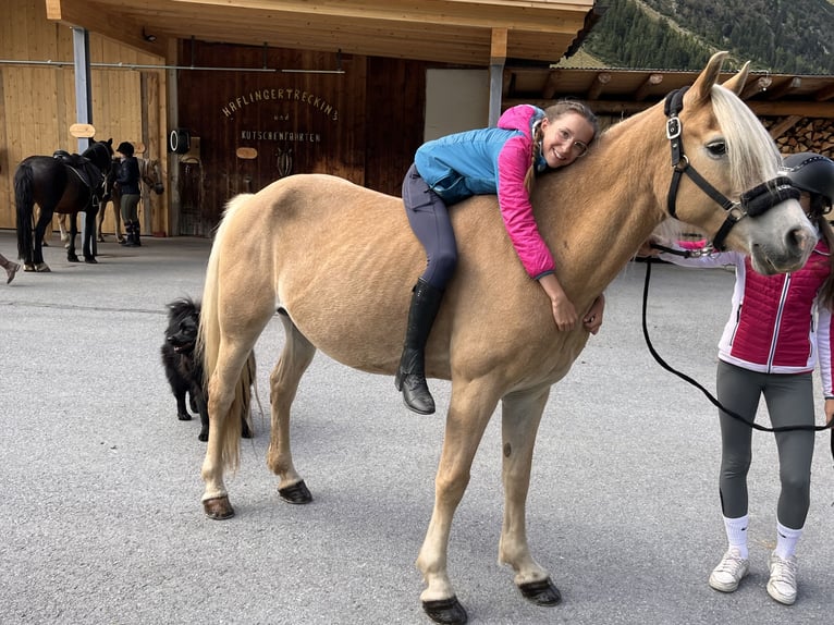 Haflinger / Avelignese Giumenta 12 Anni 148 cm Sauro in St. Leonhard i. Pitztal