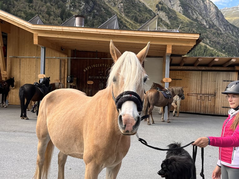 Haflinger / Avelignese Giumenta 12 Anni 148 cm Sauro in St. Leonhard i. Pitztal