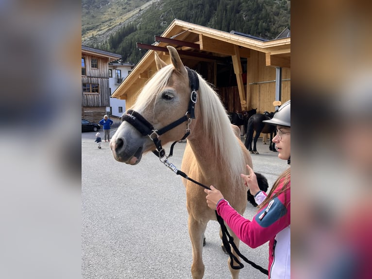 Haflinger / Avelignese Giumenta 12 Anni 148 cm Sauro in St. Leonhard i. Pitztal