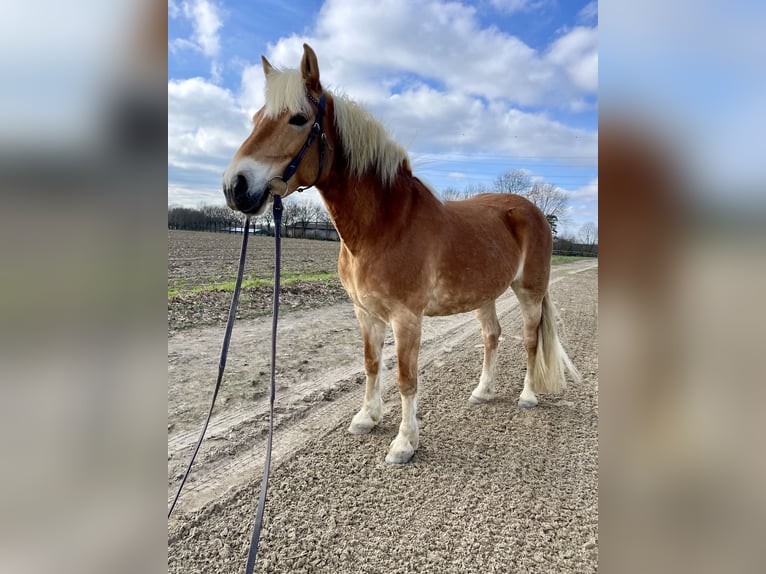 Haflinger / Avelignese Giumenta 12 Anni 150 cm in Bottrop