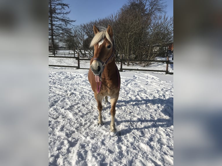 Haflinger / Avelignese Giumenta 12 Anni 150 cm in Bottrop