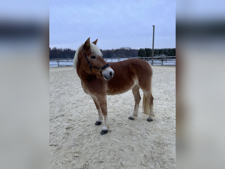 Haflinger / Avelignese Giumenta 12 Anni 150 cm in Bottrop