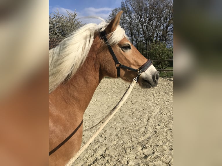 Haflinger / Avelignese Giumenta 12 Anni 150 cm in Bottrop