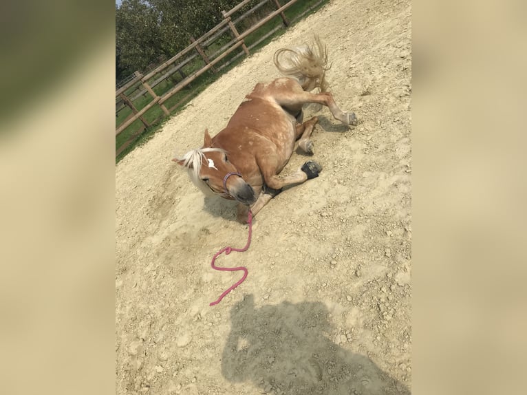 Haflinger / Avelignese Giumenta 12 Anni 150 cm in Bottrop