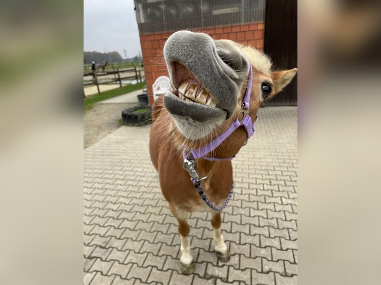 Haflinger / Avelignese Giumenta 12 Anni 150 cm in Bottrop