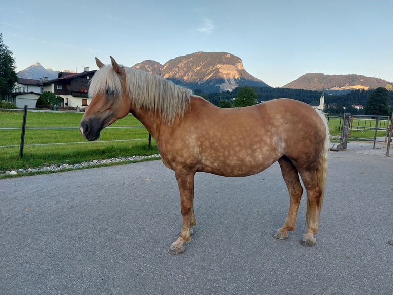 Haflinger / Avelignese Giumenta 12 Anni 150 cm Sauro in Kirchbichl