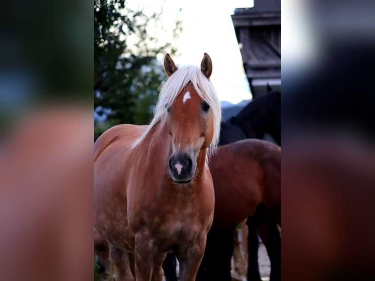 Haflinger / Avelignese Giumenta 12 Anni 150 cm Sauro in Kirchbichl