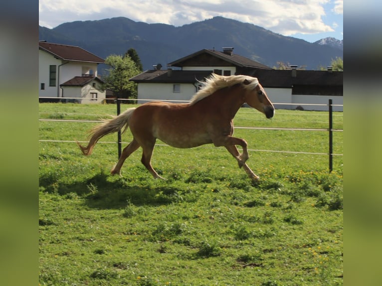 Haflinger / Avelignese Giumenta 12 Anni 150 cm Sauro in Kirchbichl