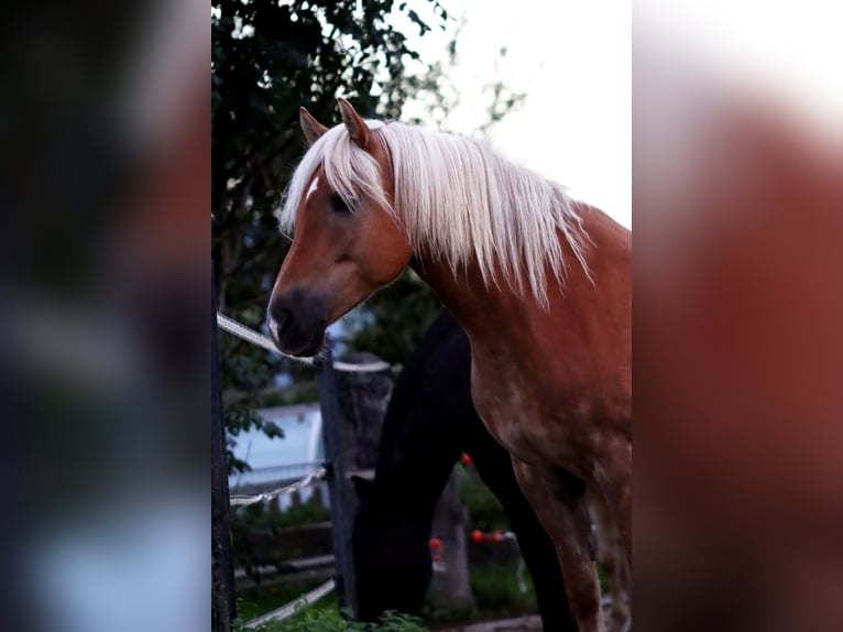 Haflinger / Avelignese Giumenta 12 Anni 150 cm Sauro in Kirchbichl