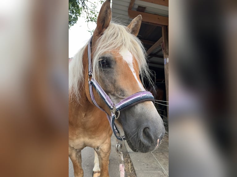 Haflinger / Avelignese Giumenta 12 Anni 150 cm Sauro in Zell am Harmersbach