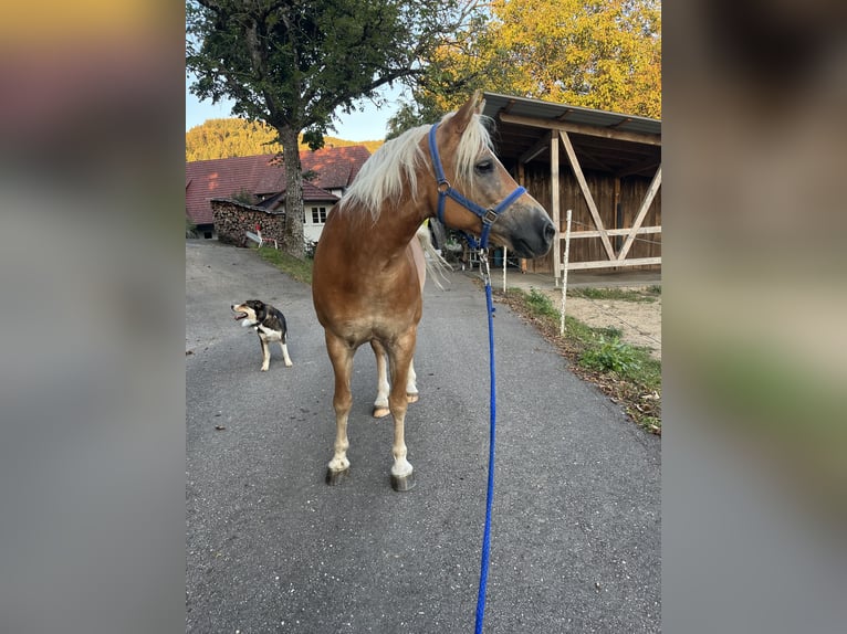 Haflinger / Avelignese Giumenta 12 Anni 150 cm Sauro in Zell am Harmersbach