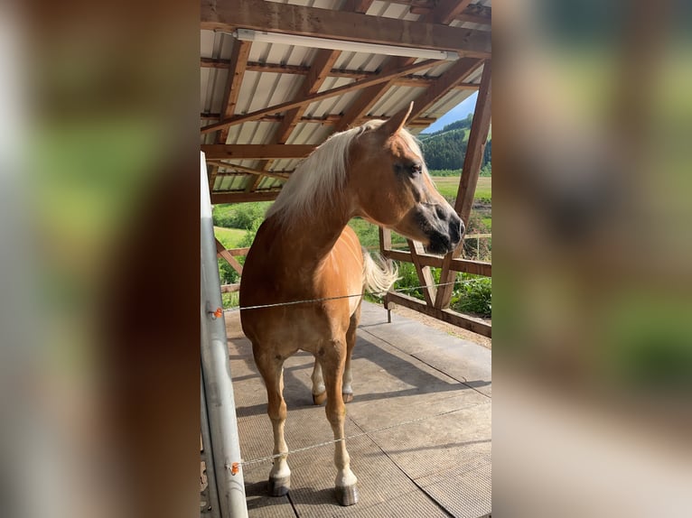 Haflinger / Avelignese Giumenta 12 Anni 150 cm Sauro in Zell am Harmersbach