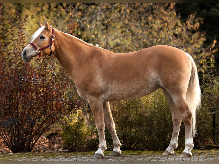 Haflinger / Avelignese Giumenta 12 Anni 150 cm Sauro in Zell am Harmersbach