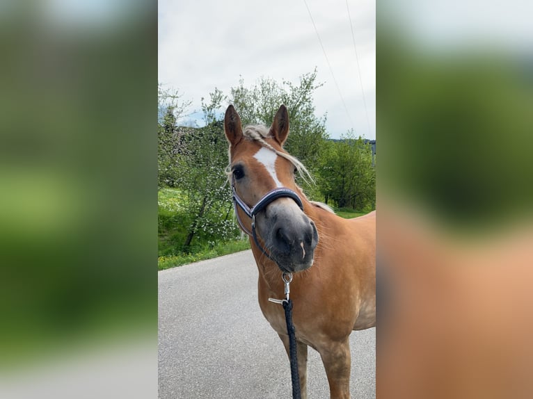 Haflinger / Avelignese Giumenta 12 Anni 150 cm Sauro in Zell am Harmersbach